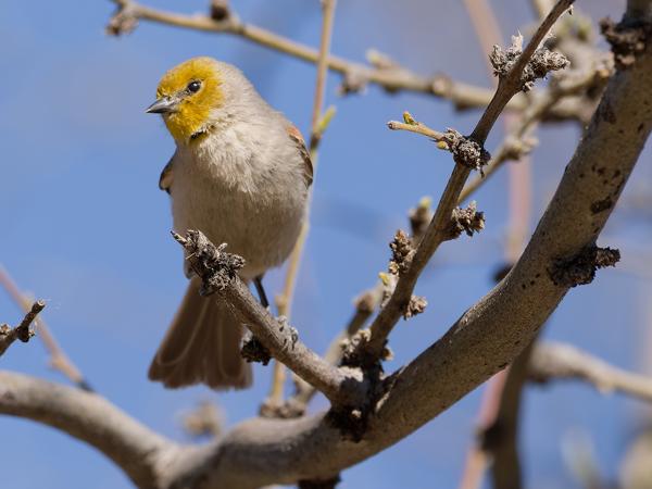<h3><a href="/trips/Tucson_2023/biota/animalia/chordata/aves/040 passeriformes/070 remizidae/auriparus flaviceps/auriparus flaviceps-nl.html">Auriparus&nbsp;flaviceps</a> / Verdin / Geelkopmees</h3><p>De leuk klein meesje uit Arizona.</p>OM-1 met M.300mm F4.0 + MC-14, 1/2500 sec  bij F5.6, ISO 800, afstand 4.69&nbsp;m
